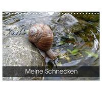 Calendrier 2027 · US Version · Mes escargots | Les escargots : on en trouve partout dans les forêts et les prairies · DIN A4 paysage · CALVENDO Calendrier mural