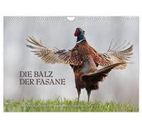 Calendrier 2027 · US Version · Moments émouvants : la parade nuptiale des | faisans / version CH · Le rituel nuptial des faisans est à la fois exotique et… · DIN A4 paysage · CALVENDO Calendrier mural