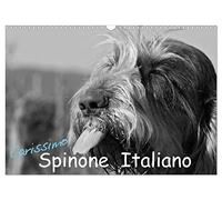 Calendrier 2027 · US Version · Mon cher Spinone italien | Portrait du Spinone italien · DIN A3 paysage · CALVENDO Calendrier mural