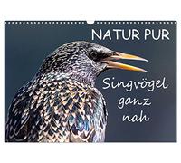 Calendrier 2027 · US Version · NATURE PUR - Les oiseaux chanteurs vus de | près · Des oiseaux chanteurs indigènes tout près · DIN A3 paysage · CALVENDO Calendrier mural