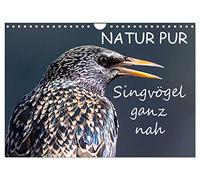 Calendrier 2027 · US Version · NATURE PUR - Les oiseaux chanteurs vus de | près · Des oiseaux chanteurs indigènes tout près · DIN A4 paysage · CALVENDO Calendrier mural