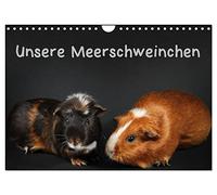 Calendrier 2027 · US Version · Nos cobayes | Photos drôles de cochons d'Inde · DIN A4 paysage · CALVENDO Calendrier mural
