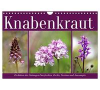 Calendrier 2027 · US Version · Orchidée | Orchidées des prairies naturelles · DIN A4 paysage · CALVENDO Calendrier mural