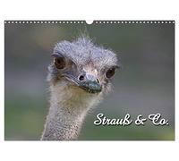 Calendrier 2027 · US Version · Ostrich & Co | Petits portraits de grands oiseaux · DIN A3 paysage · CALVENDO Calendrier mural