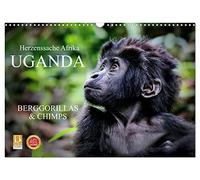 Calendrier 2027 · US Version · OUGANDA - Gorilles de montagne et chimpanzés | Des créatures fragiles : les grands singes d'Afrique · DIN A3 paysage · CALVENDO Calendrier mural