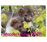 Calendrier 2027 · US Version · petits martres | Les enfants de la famille Marten, des compagnons intéressants et joyeux pendant… · DIN A3 paysage · CALVENDO Calendrier mural