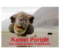 Calendrier 2027 · US Version · Portrait de chameau | Le calendrier animalier, un peu différent · DIN A4 paysage · CALVENDO Calendrier mural