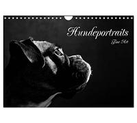 Calendrier 2027 · US Version · Portraits de chiens - Art d'exception | Portraits de chiens en noir et blanc · DIN A4 paysage · CALVENDO Calendrier mural