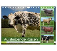 Calendrier 2027 · US Version · Races disparues et espèces rares | Races de vaches disparues · DIN A4 paysage · CALVENDO Calendrier mural