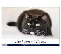 Calendrier 2027 · US Version · Refuge pour animaux - Chats | Des petits et grands individualistes à quatre pattes attendent de trouver un… · DIN A4 paysage · CALVENDO Calendrier mural