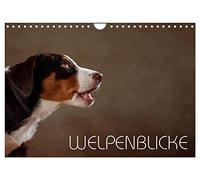 Calendrier 2027 · US Version · Regard de chiot | Un chiot surpris par l'objectif · DIN A4 paysage · CALVENDO Calendrier mural