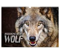 Calendrier 2027 · US Version · Rencontre avec le loup | Des images fascinantes de loups ant de différents territoires · DIN A3 paysage · CALVENDO Calendrier mural