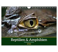 Calendrier 2027 · US Version · Reptilien & Amphibien Portraits | Calendrier annuel avec des portraits de reptiles et d'amphibiens fascinants · DIN A4 paysage · CALVENDO Calendrier mural
