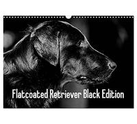 Calendrier 2027 · US Version · Retriever à poil lisse « Black Edition | Chien de chasse élégant, chien de famille affectueux, compagnon fidèle · DIN A3 paysage · CALVENDO Calendrier mural