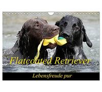 Calendrier 2027 · US Version · Retriever à poil lisse | Le Flatcoated Retriever : la joie de vivre à l'état pur · DIN A4 paysage · CALVENDO Calendrier mural
