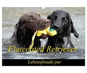 Calendrier 2027 · US Version · Retriever à poil lisse | Le Flatcoated Retriever : la joie de vivre à l'état pur · DIN A3 paysage · CALVENDO Calendrier mural