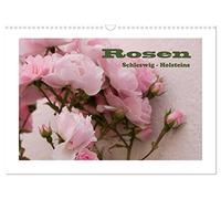 Calendrier 2027 · US Version · Roses du Schleswig-Holstein | Les roses du Schleswig-Holstein ont quelque chose de vraiment unique · DIN A3 paysage · CALVENDO Calendrier mural