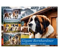 Calendrier 2027 · US Version · Saint-Bernard géant | Chien national suisse originaire des Alpes · DIN A4 paysage · CALVENDO Calendrier mural
