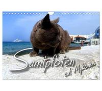 Calendrier 2027 · US Version · SEAMFOOTS à Mykonos | Des chats des îles photographiés dans des décors champêtres typiques · DIN A4 paysage · CALVENDO Calendrier mural