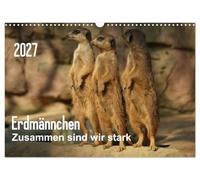 Calendrier 2027 · US Version · Suricates - L'union fait la force | Photos de la vie quotidienne des suricates · DIN A3 paysage · CALVENDO Calendrier mural