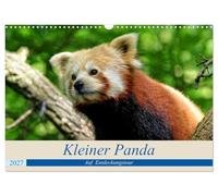 Calendrier 2027 · US Version · Un petit panda en quête de découvertes | Un petit panda part pour un grand voyage de découverte · DIN A3 paysage · CALVENDO Calendrier mural