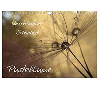 Calendrier 2027 · US Version · Une beauté discrète : le pissenlit | Une beauté discrète au bord des chemins et dans les prairies · DIN A4 paysage · CALVENDO Calendrier mural