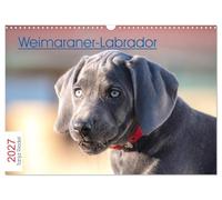 Calendrier 2027 · US Version · Weimaraner-Labrador | Un chien aussi craquant que celui-ci, le Labmaraner ou le Weimador, qui allie… · DIN A3 paysage · CALVENDO Calendrier mural