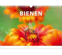 Calendrier abeilles 2026 - Année des abeilles - Format A3 (42 × 29,7 cm) - Calendrier mural/photo avec graines de fleurs respectueuses des abeilles - Calendrier populaire pour les abeilles - 6e