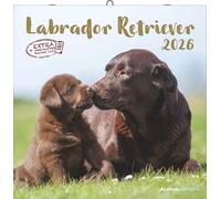 Calendrier Alpha Edition Labrador Retriever 2026 30,2 x 0,6 x 30,4 cm