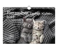 Calendrier amusant motif chats - Format A4 - Pour des moments amusants avec des chats - Seelenzauber