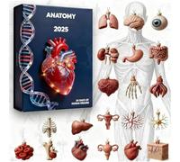 Calendrier Anatomique Avent | Pendentif Avent 2D 24 Jours - Calendrier Des Ornements Scientifiques Du Corps ,Pour Anniversaire Graduation Vacances Enseignants Infirmières Maison Bureau Salle