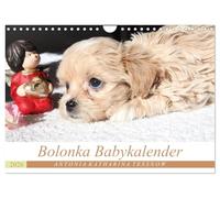 Calendrier bébé Bolonka 2026, Version française (Calendrier mural 2026 DIN A4 portrait), Calendrier CALVENDO mensuel