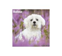 CALENDRIER BICHON MALTAIS 2025