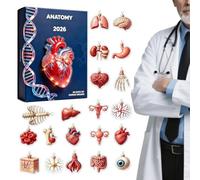 Calendrier D'anatomie De L'Avent De Noël - Compte À Rebours De 24 Jours Orn | Pendentif Structure Du Corps Humain | Pour Les Médecins Infirmières Étudiants Enseignants Bureau À Domicile Appartement Salle