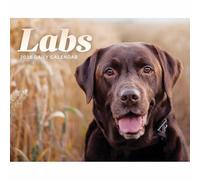 Calendrier de bureau 2026 Labrador Retrievers