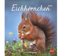 Calendrier de cartes postales 2022 motif écureuil