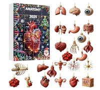 Calendrier De Compte À Rebours 2025-2D 2025 Figurines d'Anatomie - Ensemble de Statues Ornementales du Corps Humain Réaliste - Pour Medecins Etudiants Anniversaire Table Mur Armoire Salon Chambre
