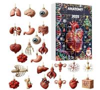 Calendrier de compte à rebours de Noël - Corps humain de 25,4 cm | Figurines anatomiques en acrylique - Décoration éducative de 24 jours de vacances pour médecins, étudiants, passionnés, étagère