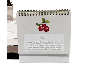 Calendrier de grossesse hebdomadaire - Guide humoristique hebdomadaire - Cadeau pour les futures mamans - Pour la maison, la chambre à coucher, le bureau - Planification, suivi, développement