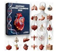 Calendrier de l'Avent 2025, 24 jours d'organes humains, ornements, calendrier de l'Avent de Noël avec squelette en acrylique 2D, cœur, figurine de cerveau pour homme, femme, amoureux de la science