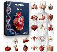 Calendrier de l'Avent 2025 Anatomie - 24 jours 2D organes humains ornements et parties du corps, pendentif scientifique fantaisie, décoration d'arbre de Noël, cadeau pour étudiants en médecine