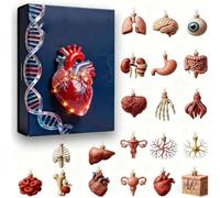 Calendrier de l'Avent 2025 Anatomie - 24 jours - Ornements anatomiques en acrylique - Pendentifs de compte à rebours - Mini modèles d'organes humains - Thème de Noël pour étudiants en médecine et