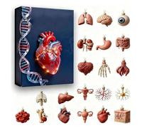 Calendrier de l'Avent 2025 Anatomie - 24 jours - Ornements anatomiques en acrylique - Pendentifs de compte à rebours - Mini modèles d'organes humains - Thème de Noël pour étudiants en médecine et