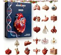 Calendrier de l'Avent 2025 Anatomie, calendrier de l'Avent d'organeshumains 2D, Pendentifs de compte à rebours, calendriers de compte à rebours de Noël d'anatomie pour les étudiants en médecine