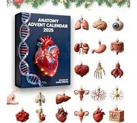 Calendrier de l'Avent Anatomie 2025, 24 jours de surprises sur les organes humains, décoration d'organes humains en acrylique 2D, cadeau for étudiants en médecine(1pcs)