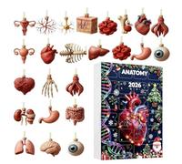 Calendrier de l'Avent Anatomie 2026 Décorations de Noël en Acrylique 2D