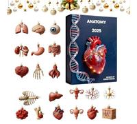Calendrier de l'Avent Anatomie - 24 jours de Noël 2D en acrylique - Matériel miniature amusant pour médecins, infirmières, enseignants et étudiants, idéal pour les anniversaires de vacances