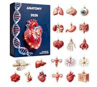 Calendrier de l'Avent Anatomie Noël 2026 Compte à rebours 24 jours 2D | Décorations Festives Sapin pour Médecins Infirmiers Enseignants Collectionneurs Maison Bureau Appartement