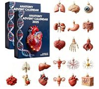 Calendrier de l'Avent d'anatomie 2025, calendrier de compte à rebours de Noël de 24 jours d'organes humains, décorations de Noël en acrylique 2D en forme de cœur et de cerveau (2pcs)