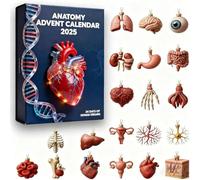 Calendrier de l'Avent d'anatomie 2025, calendrier de compte à rebours de Noël de 24 jours d'organes humains, décorations de Noël en acrylique 2D en forme de cœur et de cerveau (1pcs)